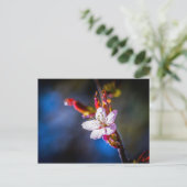 Sakura - Blume der japanischen Kirsche Postkarte (Stehend Vorderseite)