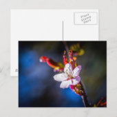 Sakura - Blume der japanischen Kirsche Postkarte (Vorne/Hinten)