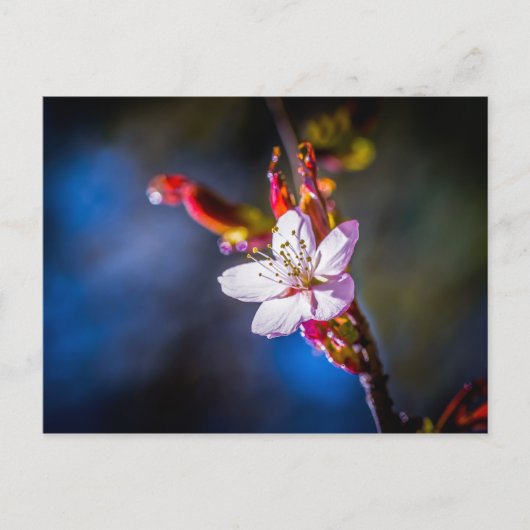 Sakura - Blume der japanischen Kirsche Postkarte (Vorderseite)