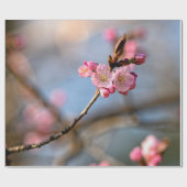 Sakura-Blume gegen den grauen Hintergrund Geschenkpapier (Flach)