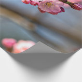 Sakura-Blume gegen den grauen Hintergrund Geschenkpapier (Ecke)
