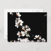 Sakura-Blume Postkarte (Vorne/Hinten)
