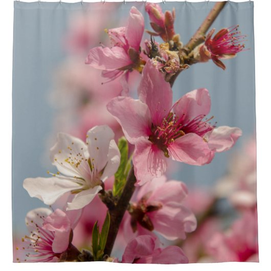 Sakura Blume, rosa japanische Blume Duschvorhang (Vorderseite)