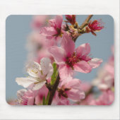 Sakura Blume, rosa japanische Blume Mousepad (Vorne)