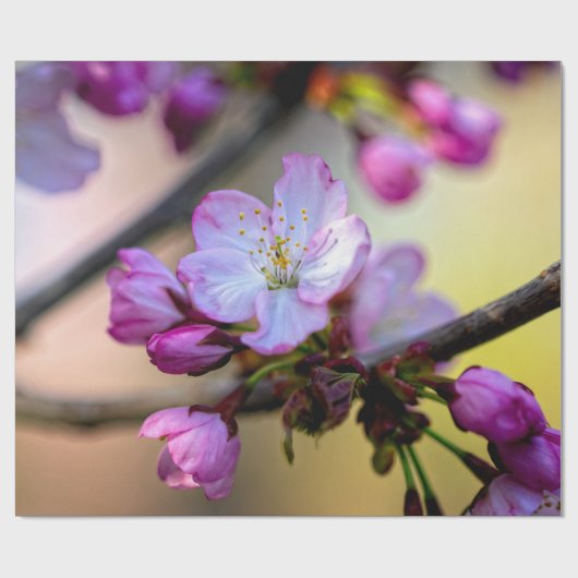 Sakura Blume und Buds im Baumschatten Geschenkpapier (Flach)