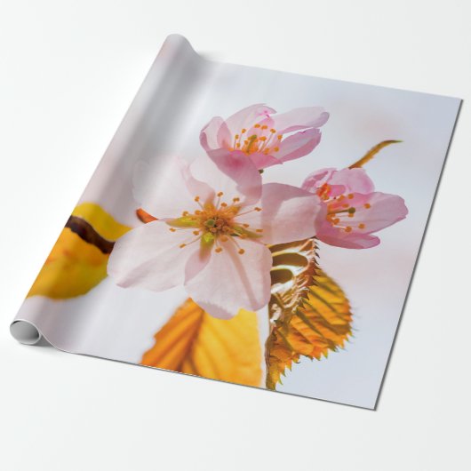 Sakura Blume und weich rosa Hintergrund Geschenkpapier (Ungerollt)