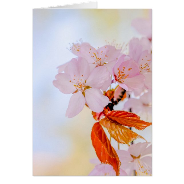 Sakura - Blüte der japanischen Kirsche (Vorne)