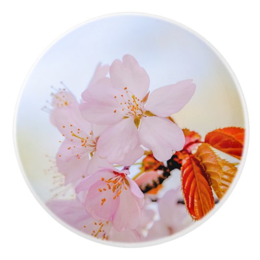 Sakura - Blüte der japanischen Kirsche Keramikknauf (Vorderseite)