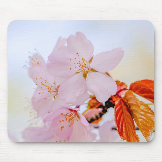Sakura - Blüte der japanischen Kirsche Mousepad (Vorne)