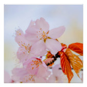 Sakura - Blüte der japanischen Kirsche Poster (Vorderseite)