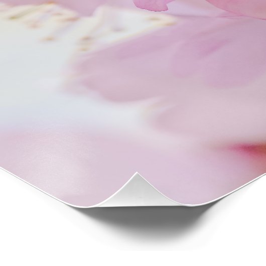 Sakura - Blüte der japanischen Kirsche Poster (Ecke)