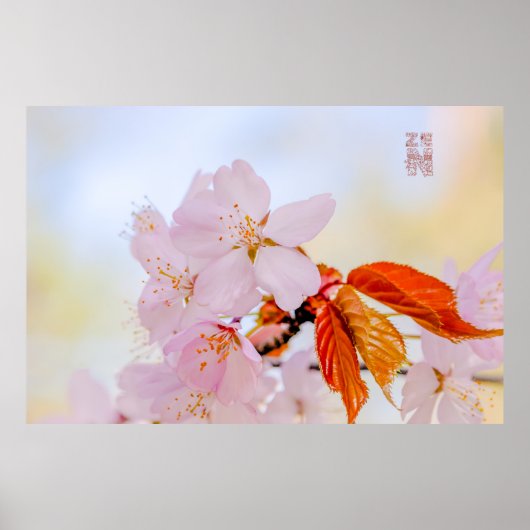 Sakura - Blüte der japanischen Kirsche Poster (Vorne)