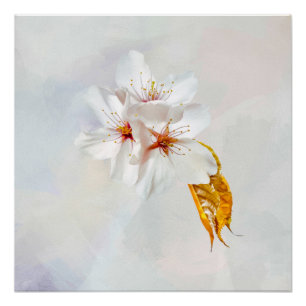 Sakura - Blüte der japanischen Kirsche Poster