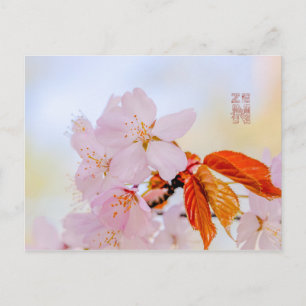 Sakura - Blüte der japanischen Kirsche Postkarte
