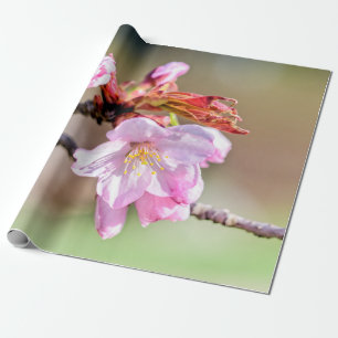 Sakura Buds und eine Blume, grün, beige Hintergrun Geschenkpapier