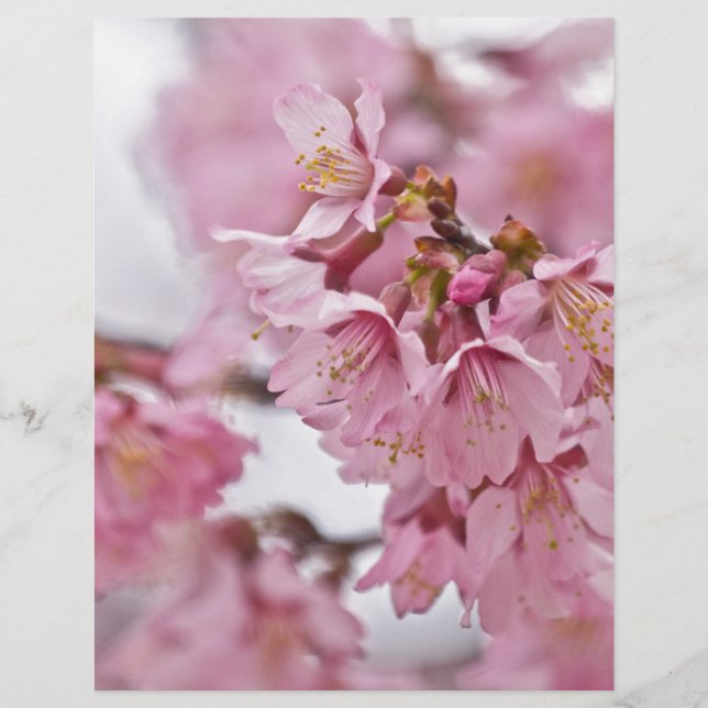 Sakura Cheroms Blüten Pink (Vorderseite)