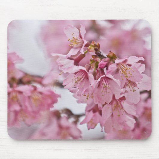 Sakura Cheroms Blüten Pink Mousepad (Vorne)