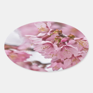 Sakura Cheroms Blüten Pink Ovaler Aufkleber