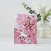 Sakura Cheroms Blüten Pink Postkarte (Stehend Vorderseite)