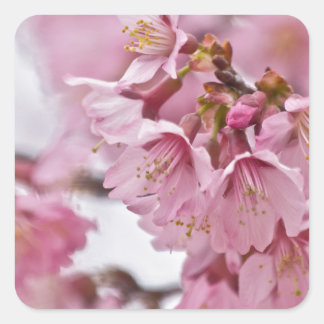 Sakura Cheroms Blüten Pink Quadratischer Aufkleber