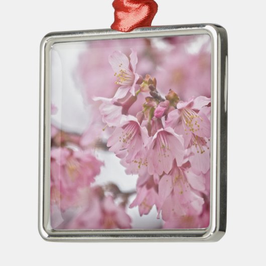 Sakura Cheroms Blüten Pink Silbernes Ornament (Links)