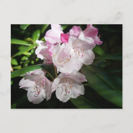 Sakura Cherry Blossom #2 Postkarte (Vorderseite)