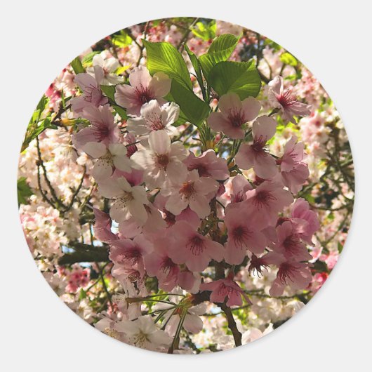 Sakura Cherry Blossom #3 Stickers (Vorderseite)