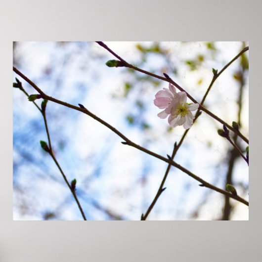 Sakura Cherry Blossom Blume auf einer Zweigstelle Poster (Vorne)