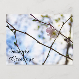 Sakura Cherry Blossom Blume auf einer Zweigstelle Postkarte