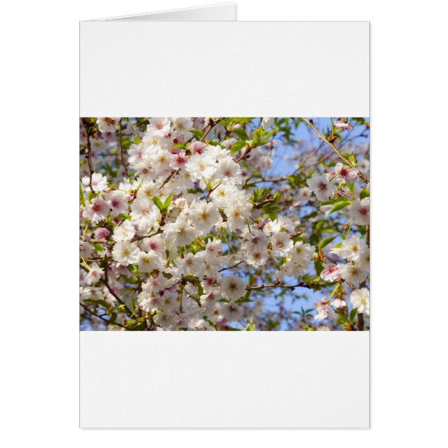 Sakura Cherry Blossom Japan Kyoto (Vorne)