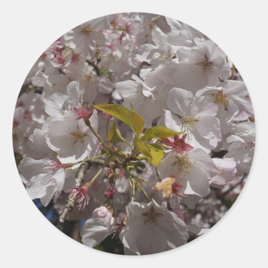 Sakura Cherry Blossom Stickers (Vorderseite)