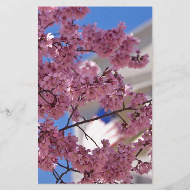 Sakura Cherry Blossoms Americana (Vorderseite)