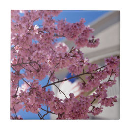 Sakura Cherry Blossoms Americana Fliese