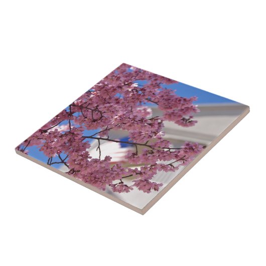 Sakura Cherry Blossoms Americana Fliese (Seite)