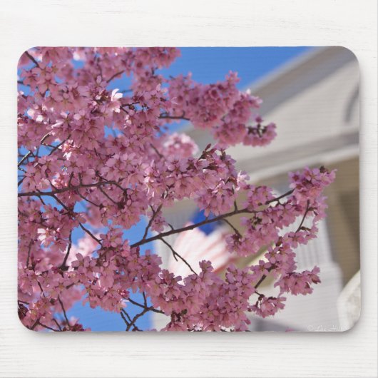 Sakura Cherry Blossoms Americana Mousepad (Vorne)