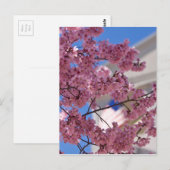 Sakura Cherry Blossoms Americana Postkarte (Vorne/Hinten)