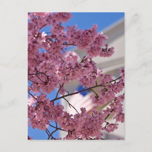Sakura Cherry Blossoms Americana Postkarte (Vorderseite)