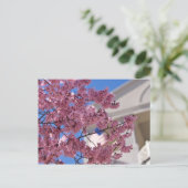 Sakura Cherry Blossoms Americana Postkarte (Stehend Vorderseite)