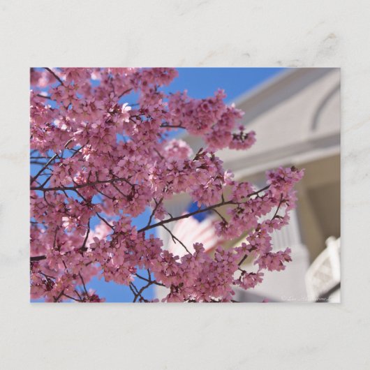 Sakura Cherry Blossoms Americana Postkarte (Vorderseite)