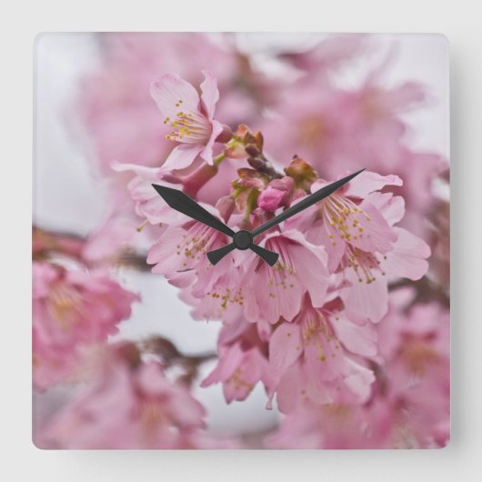 Sakura Cherry Blossoms Pale Pink Quadratische Wanduhr (Vorderseite)