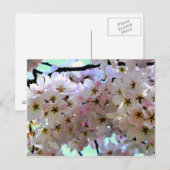 Sakura Cherry Blossoms Postkarte (Vorne/Hinten)