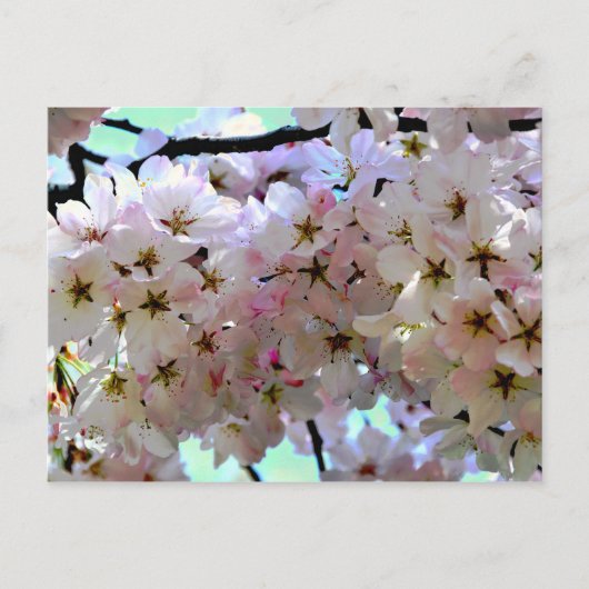 Sakura Cherry Blossoms Postkarte (Vorderseite)