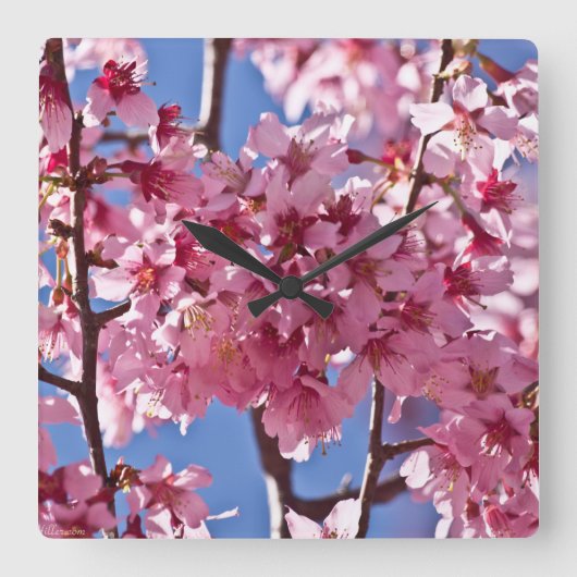 Sakura Cherry Blossoms Red Stars Quadratische Wanduhr (Vorderseite)