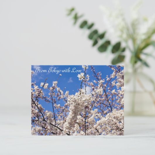 Sakura Cherry Blossoms White Blue Sky Tokio Postkarte (Stehend Vorderseite)