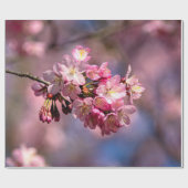 Sakura Cherry blüht in Rosa Geschenkpapier (Flach)