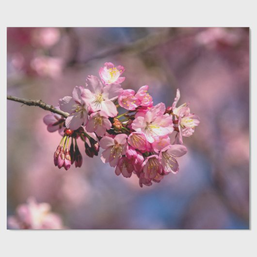 Sakura Cherry blüht in Rosa Geschenkpapier (Flach)