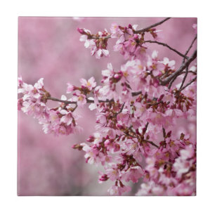 Sakura Cherry blüht pastellrosa Schichten Fliese