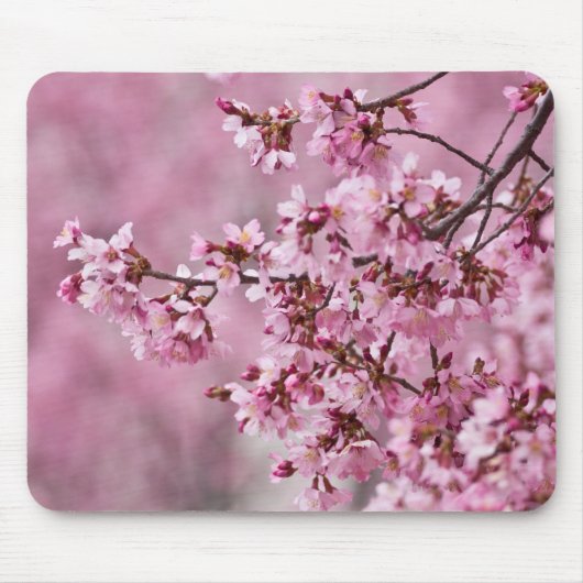 Sakura Cherry blüht pastellrosa Schichten Mousepad (Vorne)