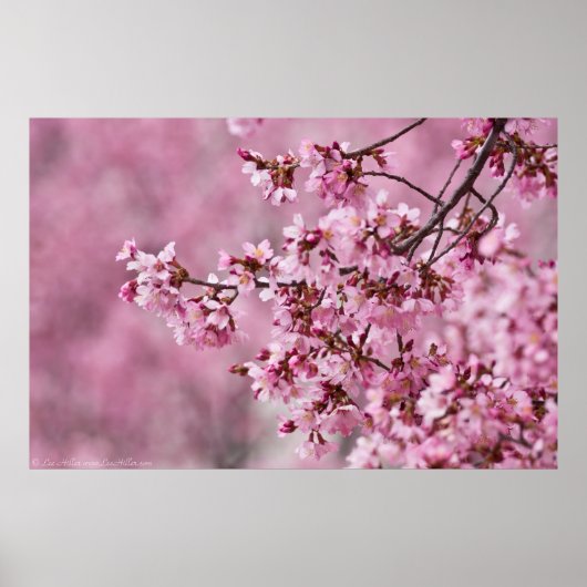 Sakura Cherry blüht pastellrosa Schichten Poster (Vorne)