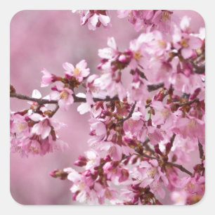 Sakura Cherry blüht pastellrosa Schichten Quadratischer Aufkleber
